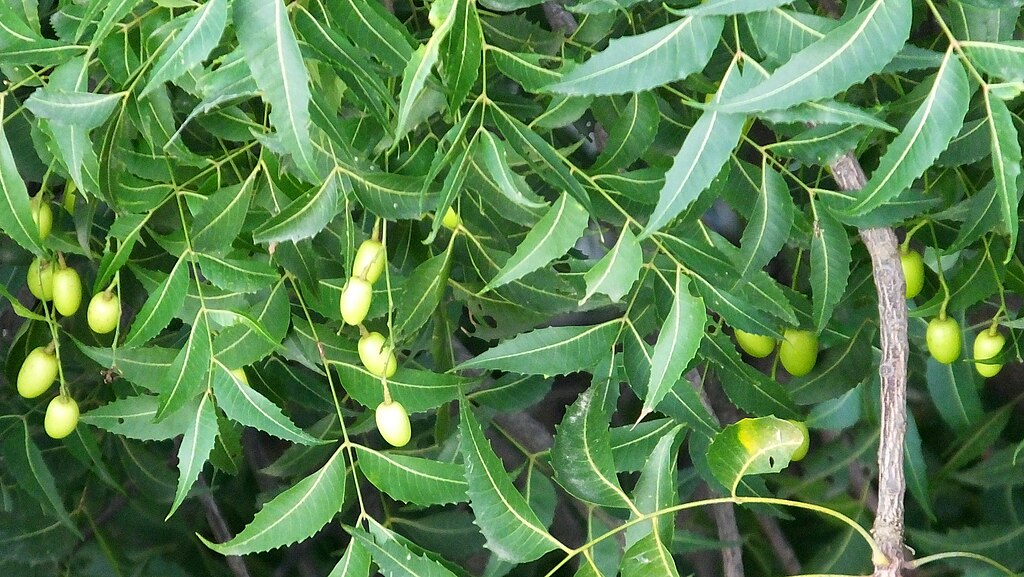 Therapeutic potential of Azadirachta indica (Nimba) in psoriasis management
